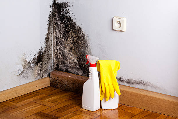 Why You Should Choose Our Mold Remediation Services in Herald, CA